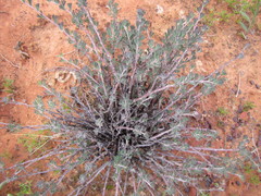 Pelargonium karooicum