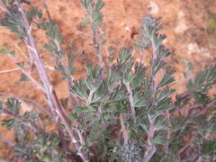 Pelargonium karooicum