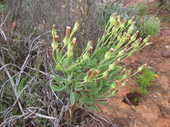 Othonna quercifolia