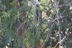 Zosterops mauritianus