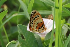 Melitaea didyma