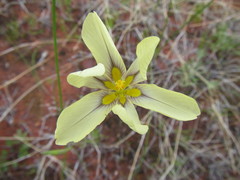 Moraea vallisbelli