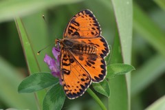 Melitaea didyma