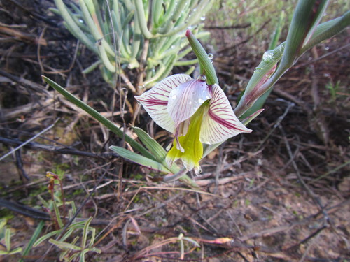 Image of Gladiolus watermeyeri by (c) douglaseustonbrown, some rights reserved (CC BY-SA)