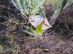 Gladiolus watermeyeri