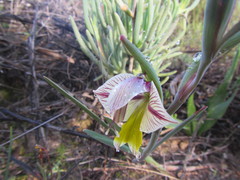 Gladiolus watermeyeri