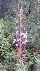Chamaenerion angustifolium