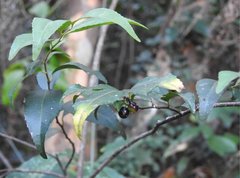 Ilex asprella