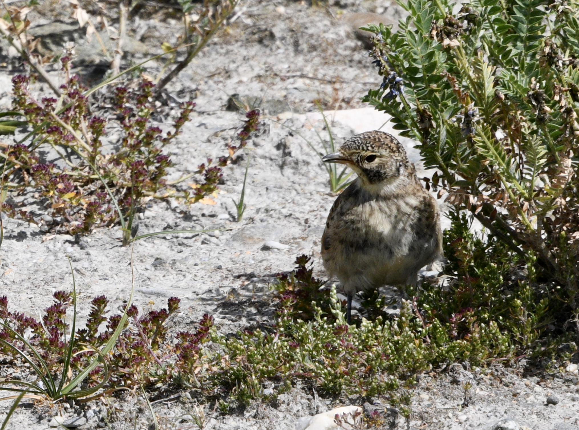 Horned Lark