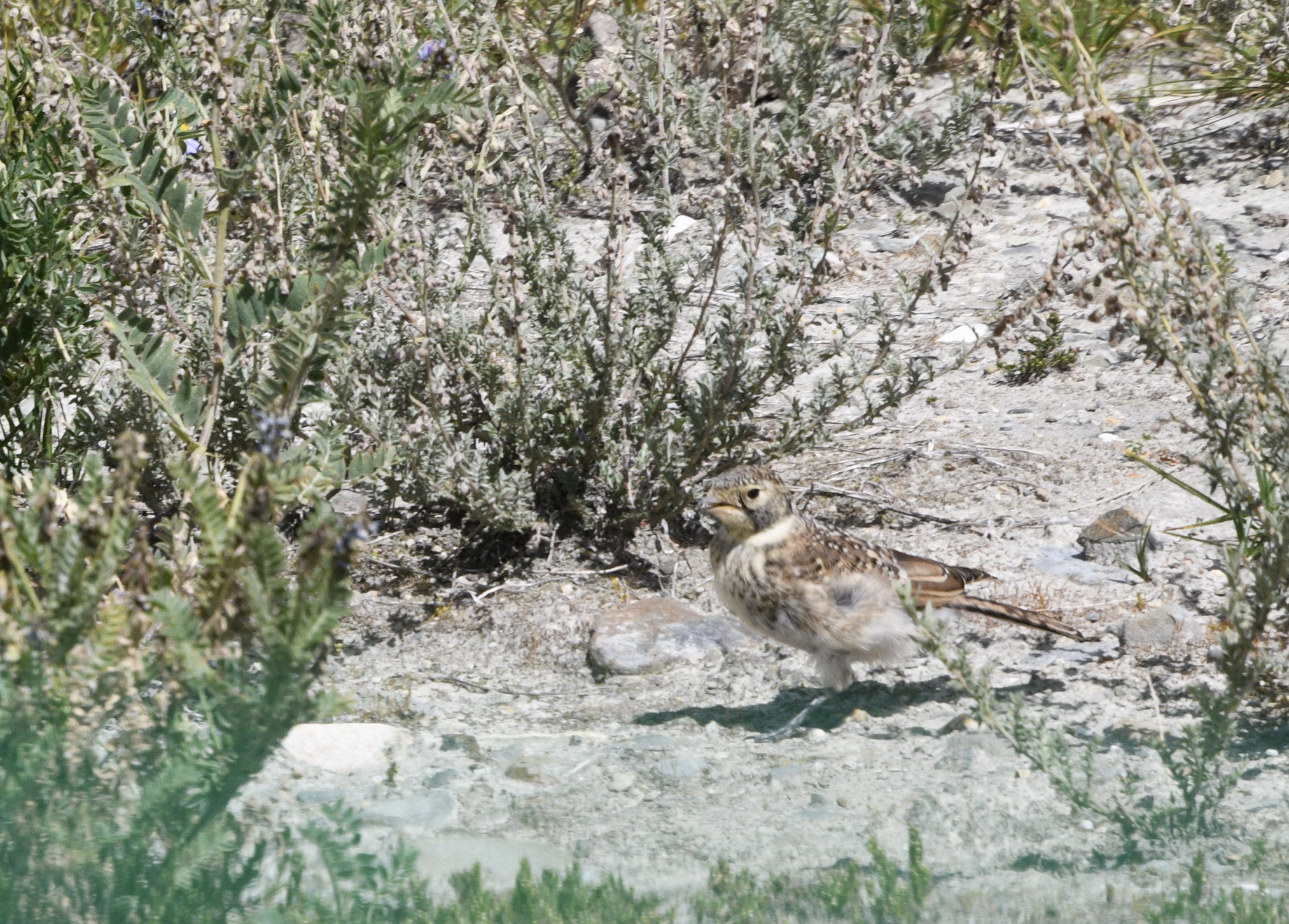 Horned Lark