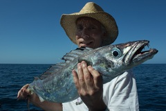 Silver Gemfish photo 3