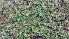 Kalmia procumbens
