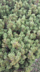 Pinus mugo