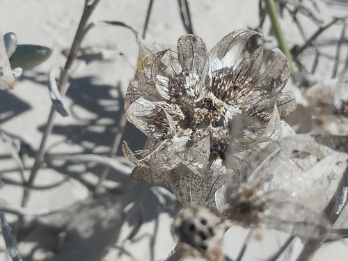 Image of Grey Dune Saladbush (Didelta carnosa) by (c) De Waal Hugo, some rights reserved (CC BY)