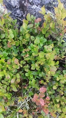 Vaccinium myrtillus
