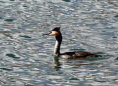 Podiceps cristatus