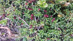 Kalmia procumbens