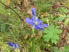 Gentianopsis barbata