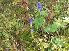 Gentianopsis barbata