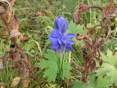 Gentianopsis barbata
