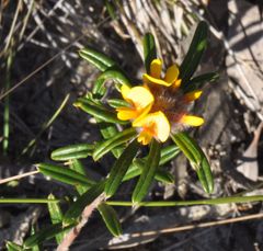 Pultenaea polifolia