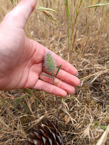 Trifolium angustifolium iNat (1)