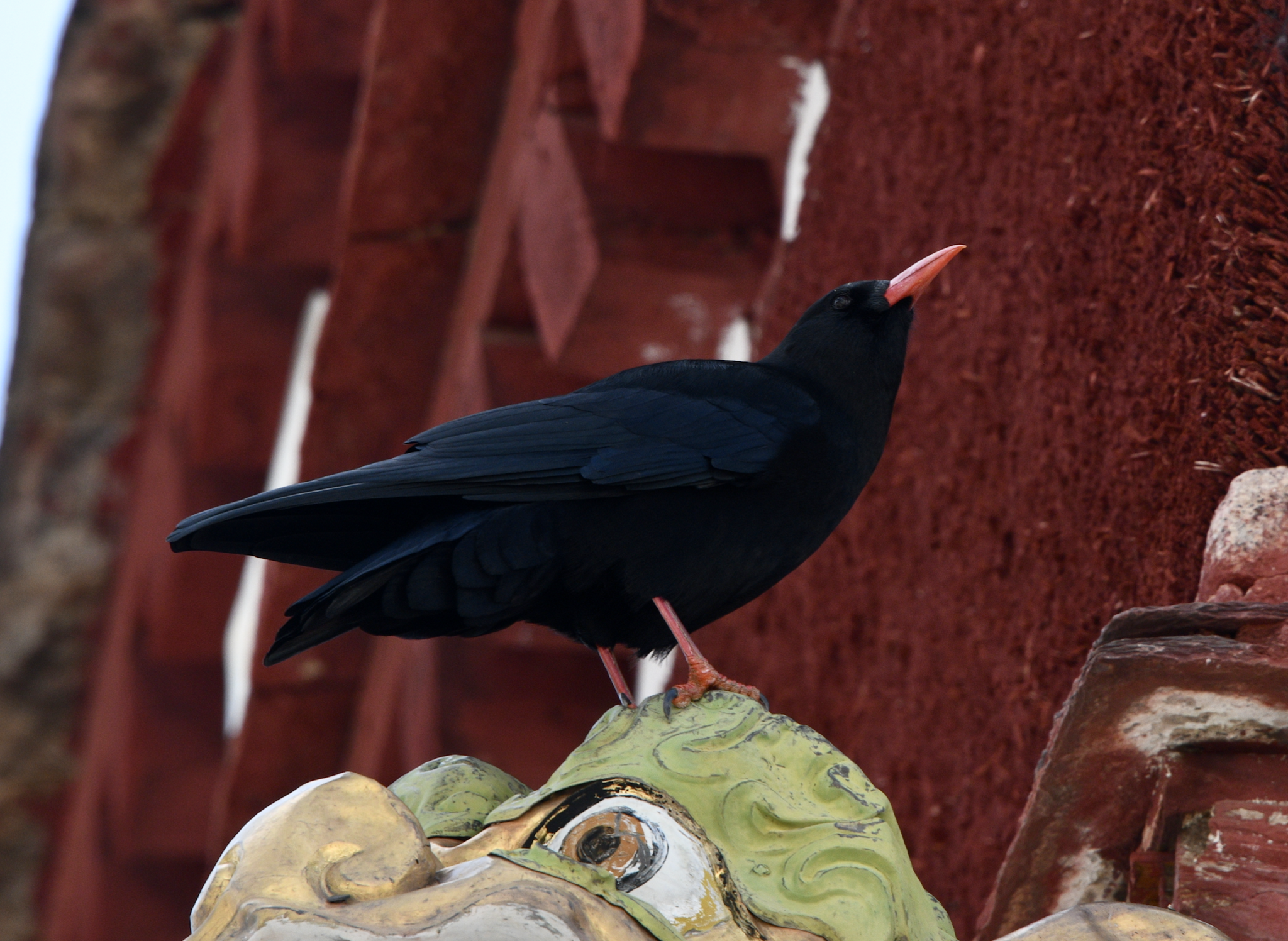 Red-billed Chough
