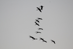 Plegadis falcinellus