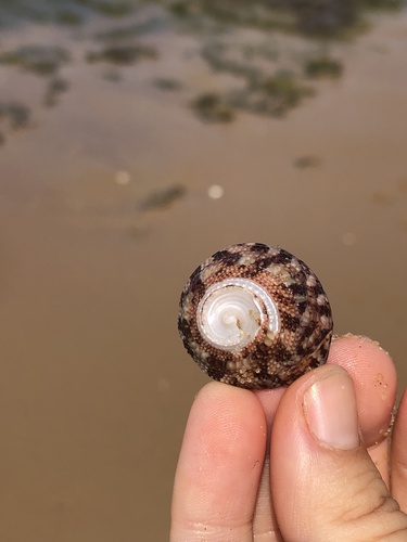 Trochus nigropunctatus observed 2025-04-27