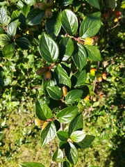 Cotoneaster simonsii