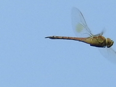 Anax ephippiger