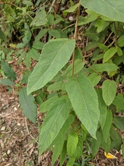 Actinidia rufa