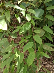 Actinidia rufa