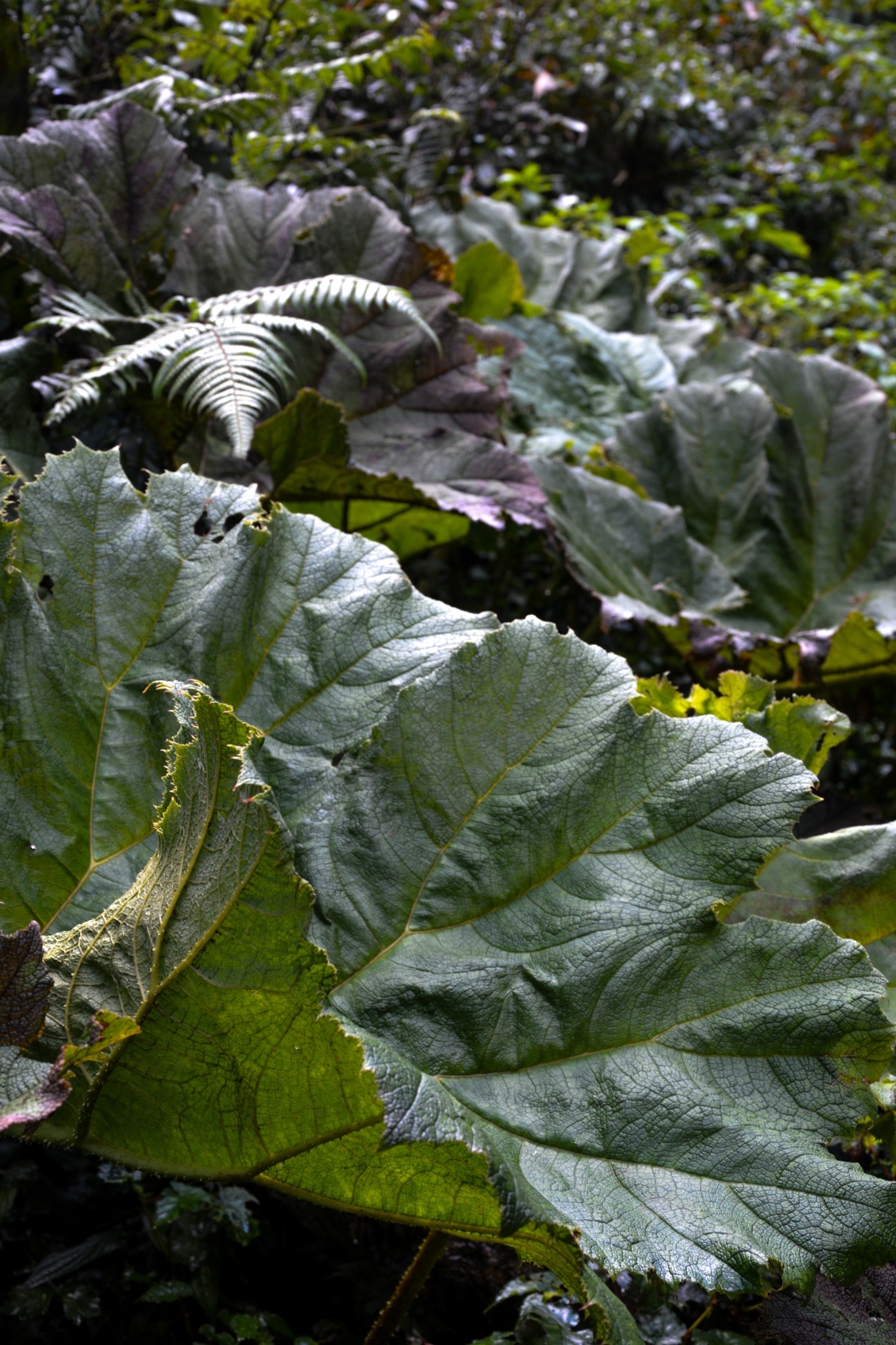 Gunnera manicata