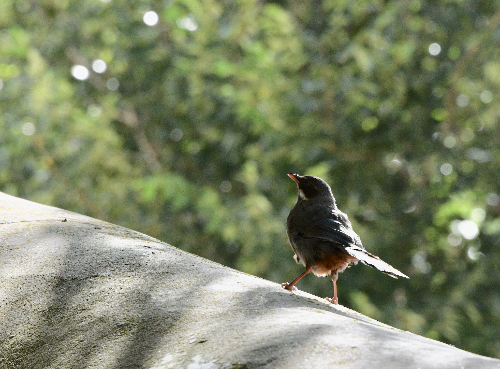 Brown-cheeked Laughingthrush