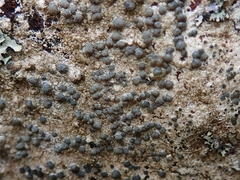 Amandinea