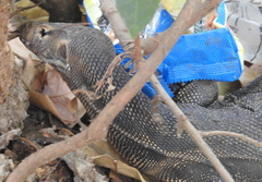 Varanus togianus