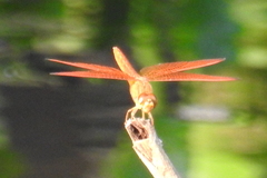 Brachythemis contaminata
