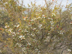 Leptospermum coriaceum