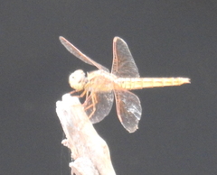 Brachythemis contaminata