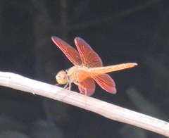 Brachythemis contaminata