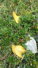 Rhododendron myrtifolium