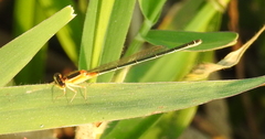 Ischnura senegalensis