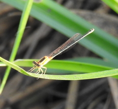 Ischnura senegalensis