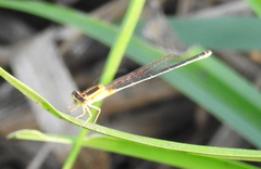 Ischnura senegalensis