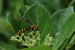 Phimenes flavopictus flavopictus