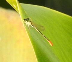 Agriocnemis femina