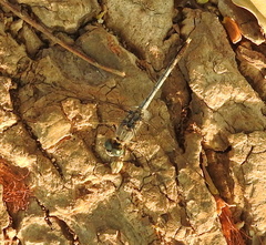 Diplacodes trivialis