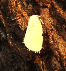 Poeciloflata combinata