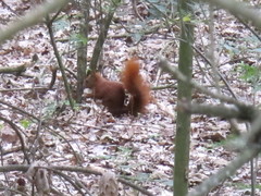 Sciurus vulgaris